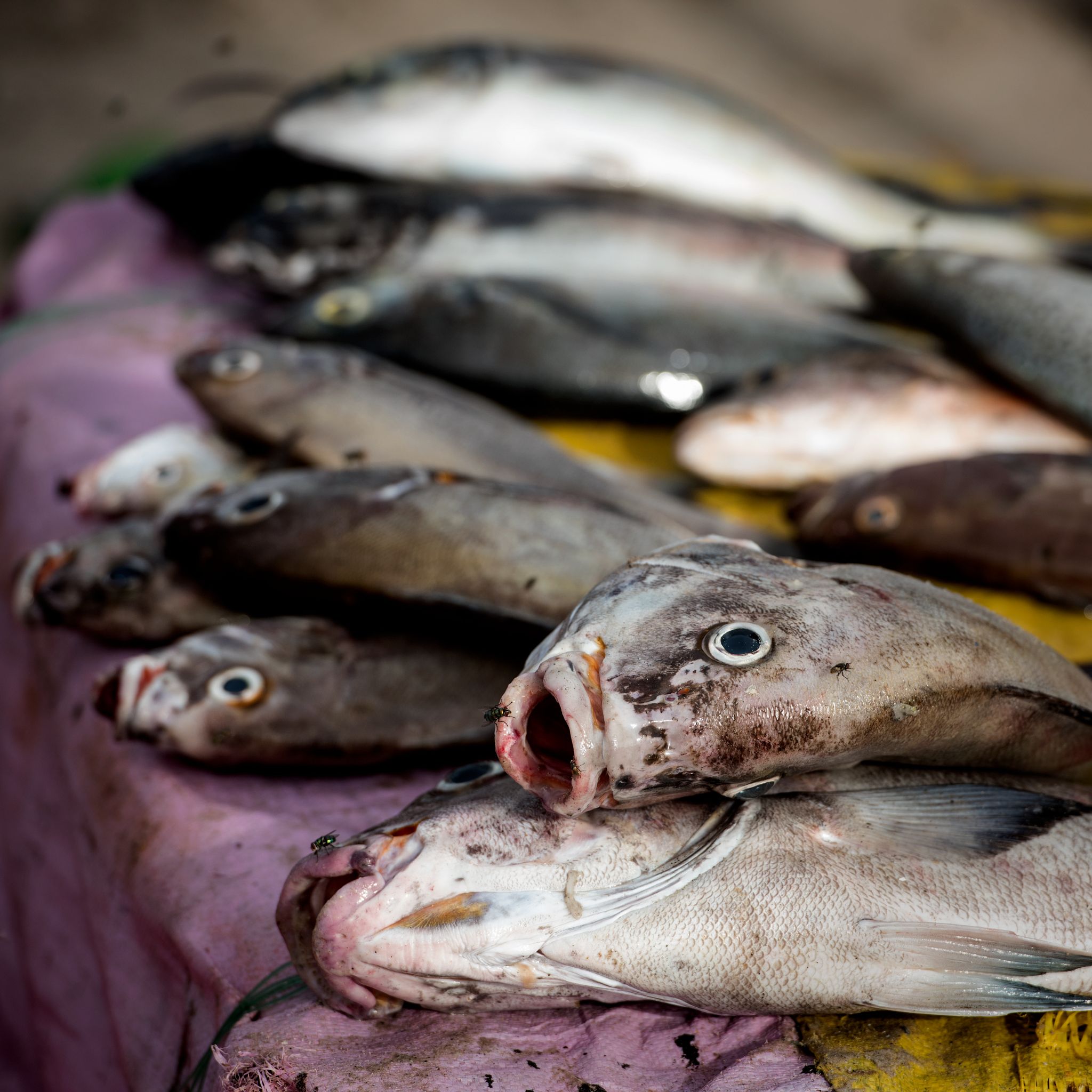 M150819SEN_FISHMARKET0709