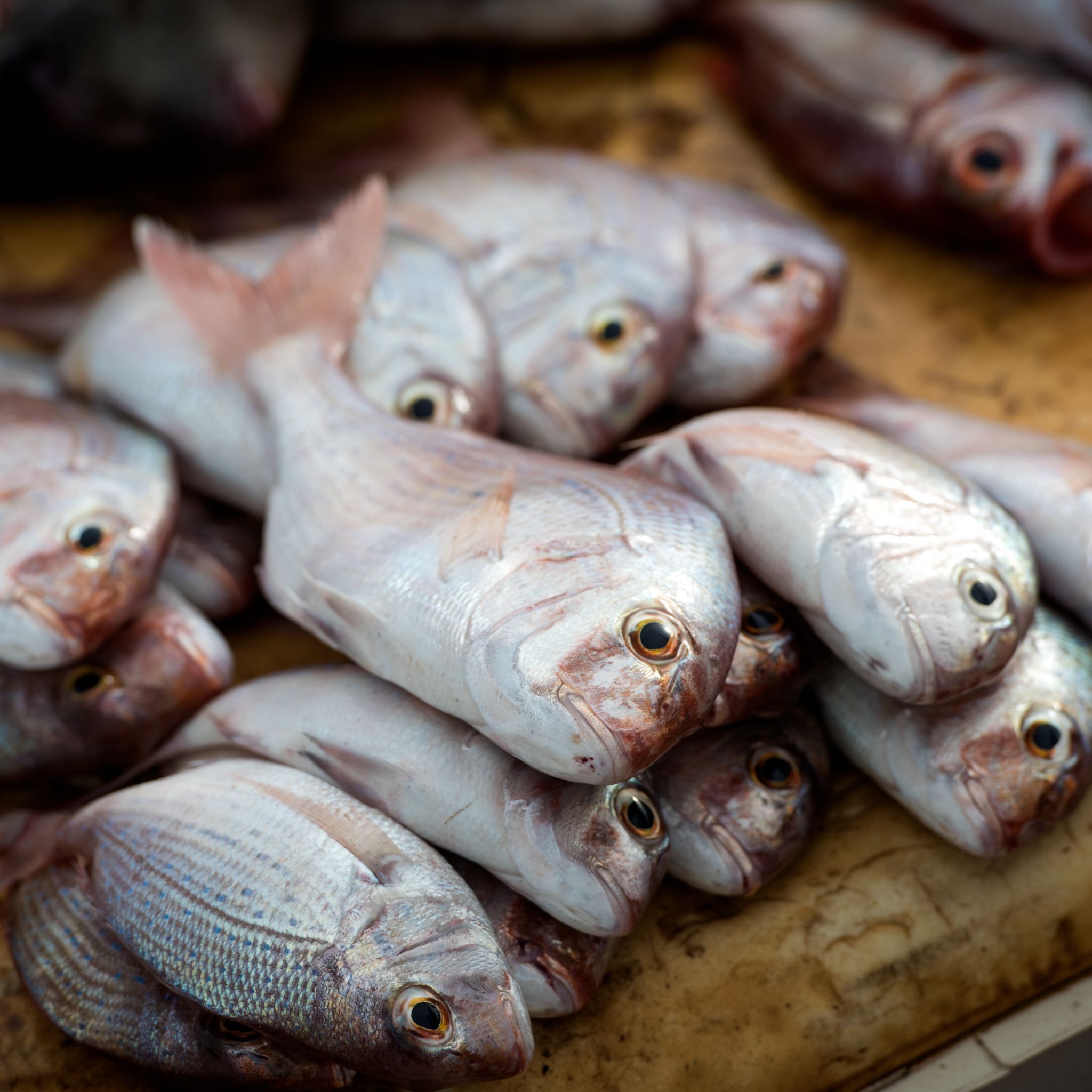 M150821SEN_Fishmarket0565