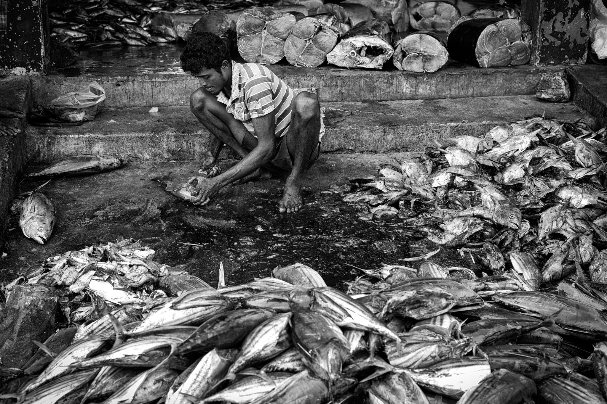 M20160621LK_DondraFish1001955