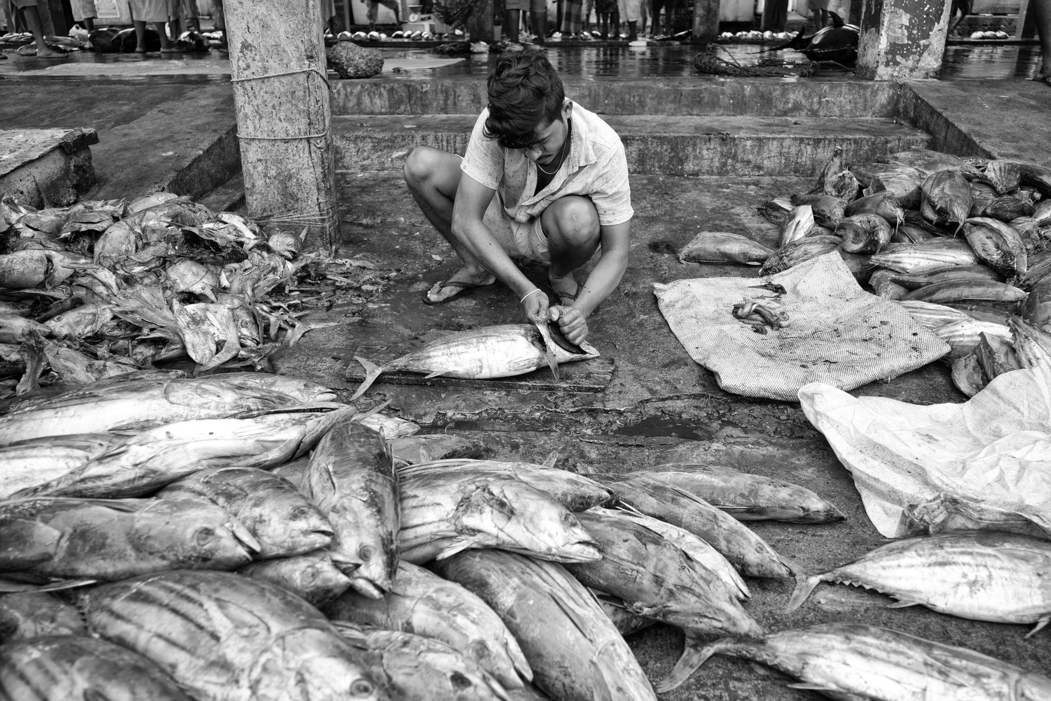 M20160621LK_DondraFish1002635