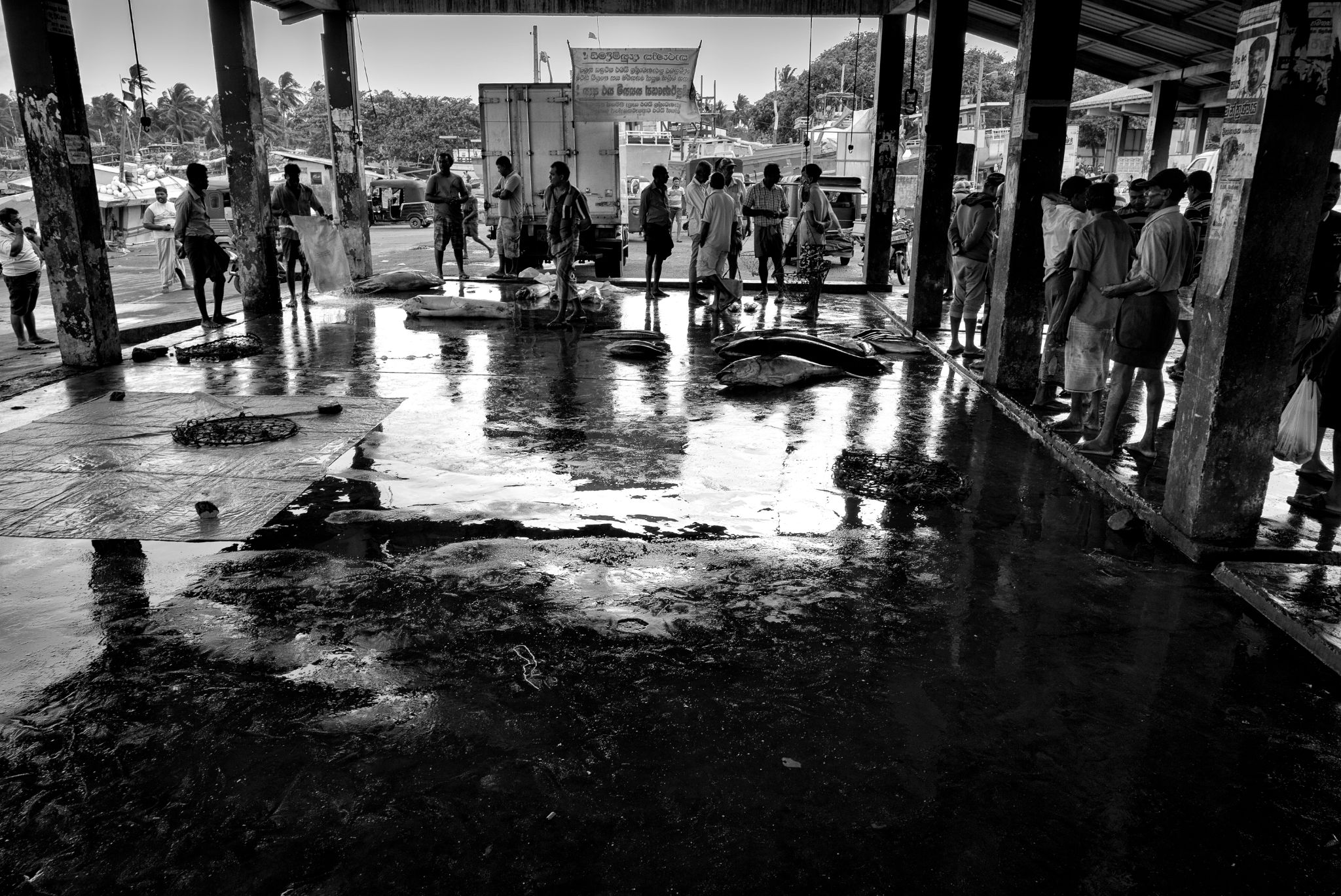 M20160622LK_DondraFish1003005